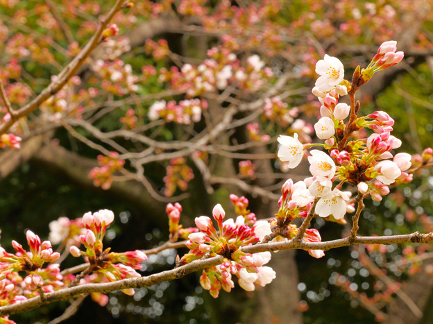 飛鳥山の桜 2022.3.23