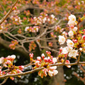飛鳥山の桜 2022.3.23
