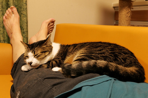 膝の上の「眠り猫」