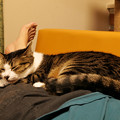 膝の上の「眠り猫」