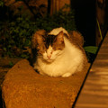 真夜中の庭で佇む猫さん