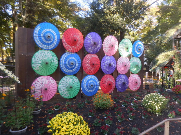 Photos: 和傘とコラボ