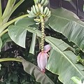 Photos: バナナ