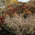 Photos: 十月桜と紅葉