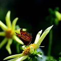 Photos: ダリアの蜜を吸う蝶