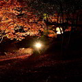 Photos: 紅葉と落ち葉のライトアップ