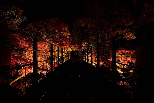 Photos: ライトアップされた紅葉の道