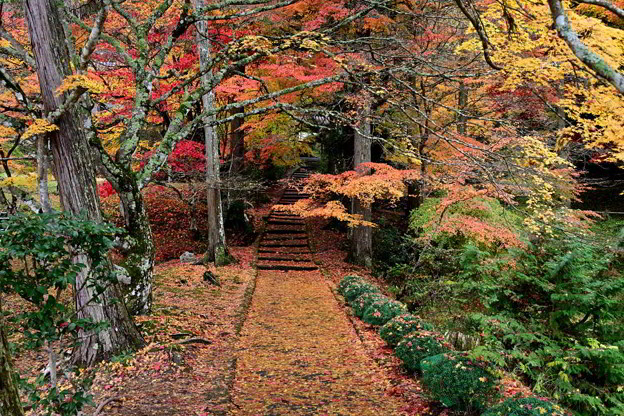 紅葉と落ち葉の参道