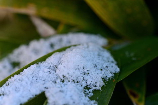 Photos: 笹の葉に積もった雪
