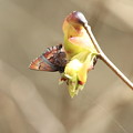 Photos: 早春の蝶