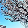 桜咲く木の下