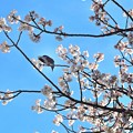 Photos: ヒヨ桜～♪