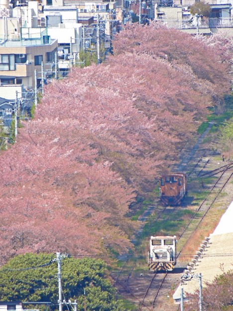 桜咲く引込線