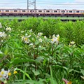 Photos: 花咲く中央線