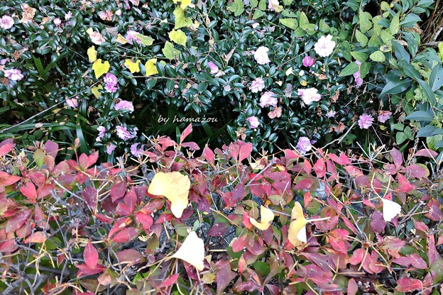 山茶花と落ち葉…