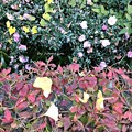 山茶花と落ち葉…