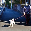Photos: やぎ散歩(^^ゞ