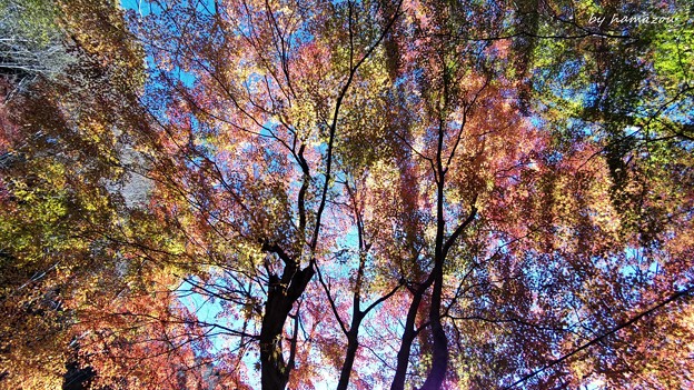 透過光の秋彩々