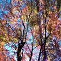 透過光の秋彩々