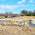 春陽気の河川敷