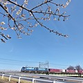 Photos: 春色貨物列車