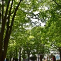 Photos: 新緑の公園