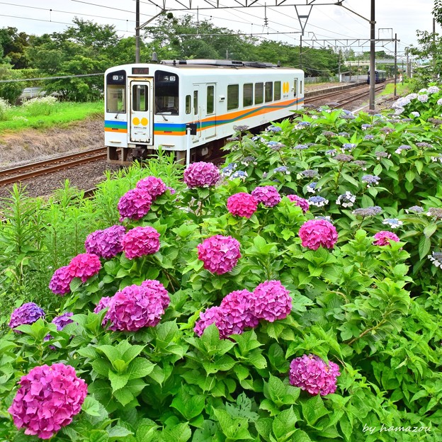 おれんじ鉄道の紫陽花