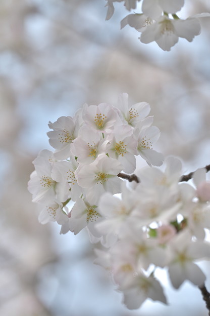 早咲きの桜＠蒔田公園その2