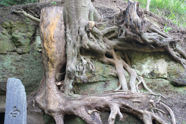 Photos: 白鹿洞の木の根