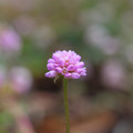 Photos: ヒルツメソバの花