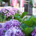 横浜・お三の宮の紫陽花