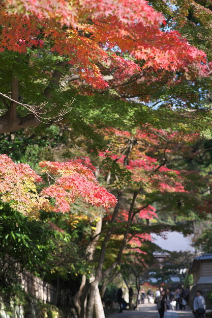 円覚寺の紅葉はグラデーションを