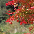 円覚寺の紅葉その１