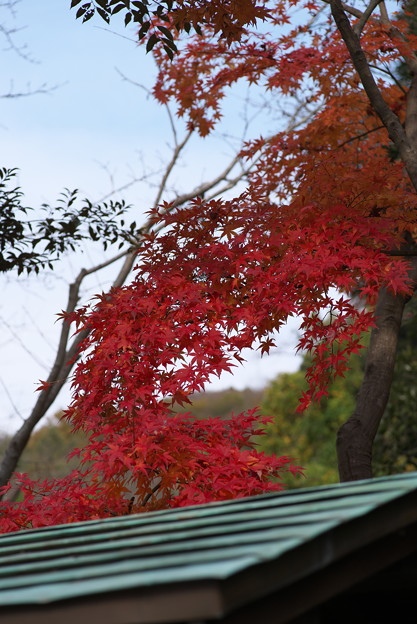 円覚寺前の紅葉