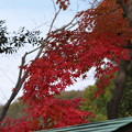 円覚寺前の紅葉