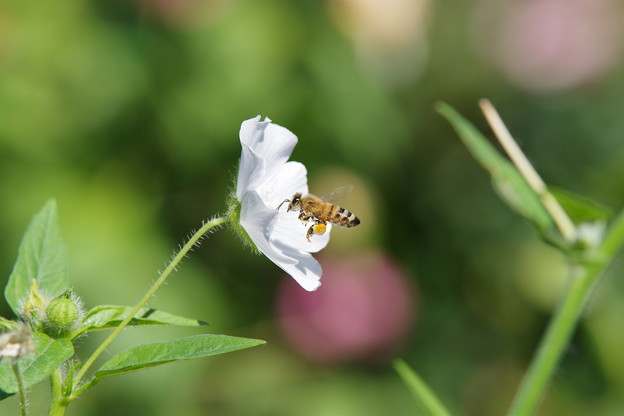 ミツバチさん＠未来のバラ園