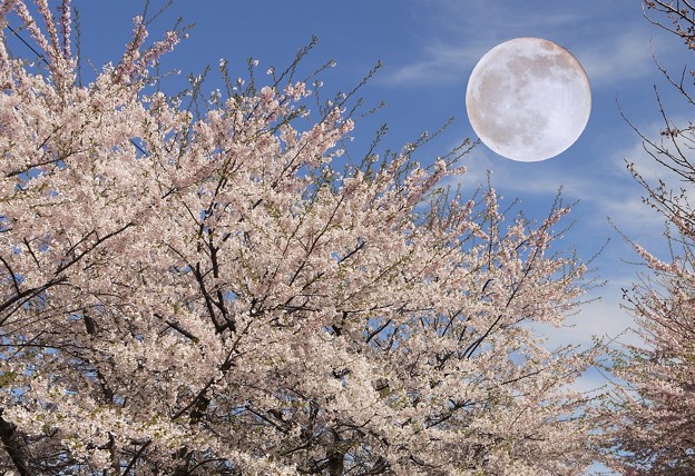 桜の写真に合成
