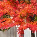 Photos: 街路樹の紅葉