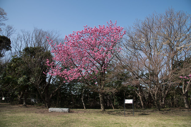 06本牧山頂公園【横浜緋桜の原木】