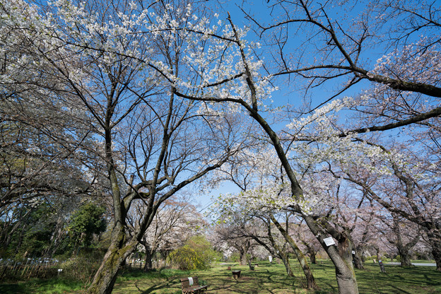 05小石川植物園【桜林の眺め】5