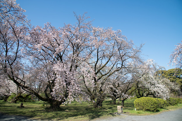 03小石川植物園【桜林の眺め】3