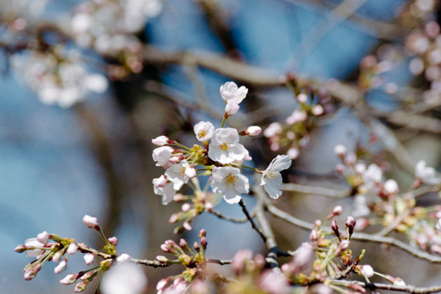 15小石川植物園【桜：染井吉野】2銀塩NLP
