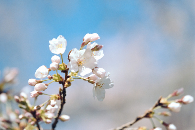 16小石川植物園【桜：染井吉野】3銀塩NLP