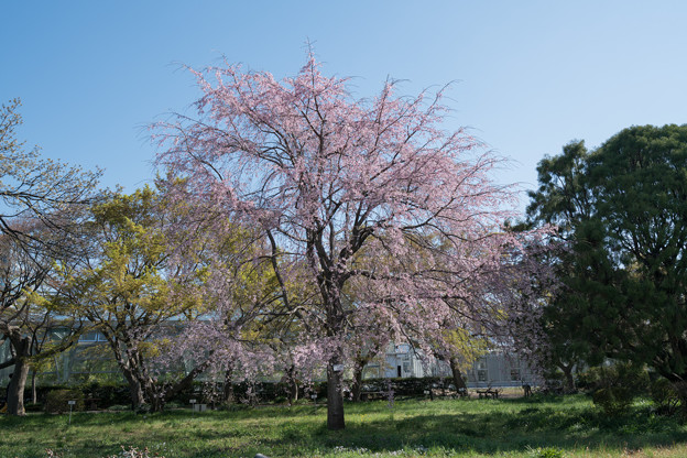36小石川植物園【桜：枝垂れ桜】