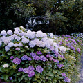 09花菜ガーデン【アジサイの園路：紫陽花】2銀塩NLP