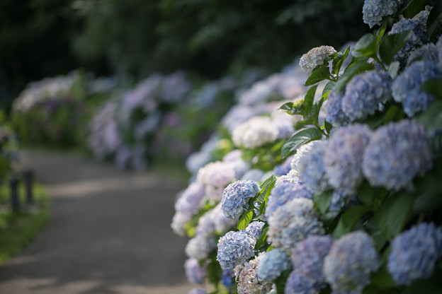 Photos: 13花菜ガーデン【アジサイの園路：紫陽花】6