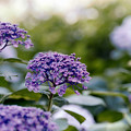 33花菜ガーデン【紫陽花：ウズアジサイ】2銀塩NLP