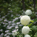 36花菜ガーデン【紫陽花：アナベル】1