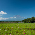 Photos: 04富士五湖巡り【花の都公園：コスモスと富士】
