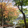 17昭和記念公園【日本庭園：池周辺の紅葉】7